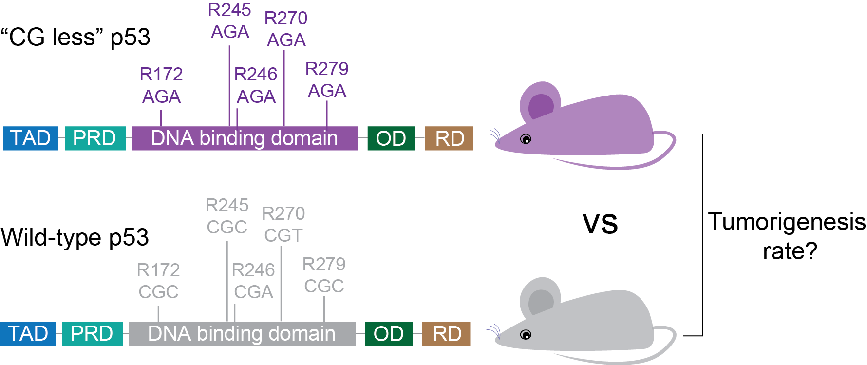 synthetic p53 — The Dark Matter Project